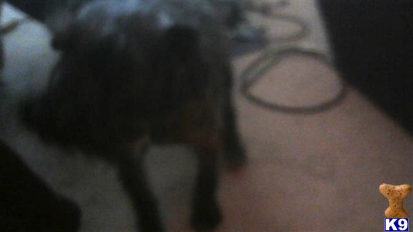 jackEdog Picture 3